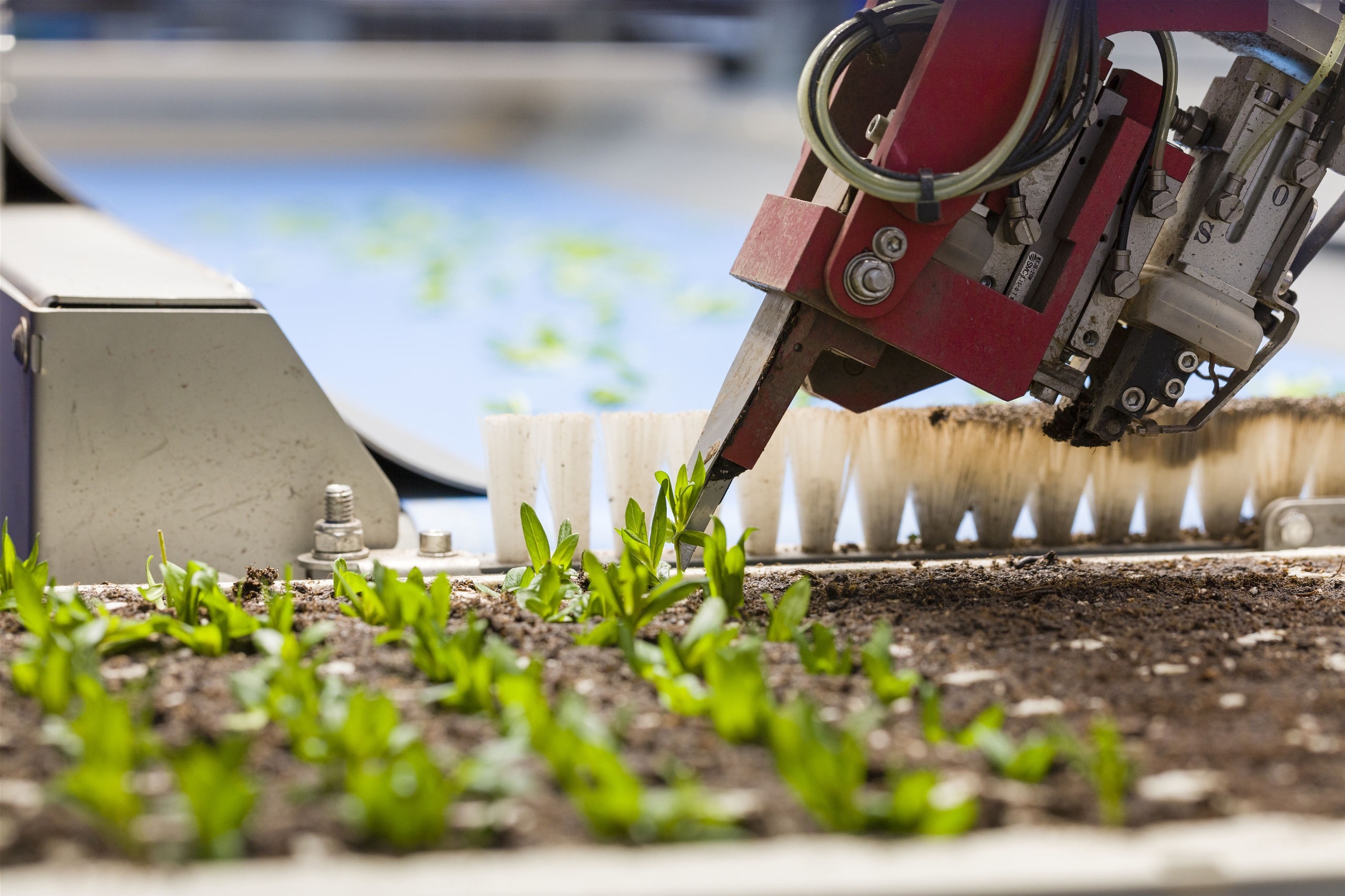 starting-material-for-the-floriculture-sector-vreugdenhil-young-plants