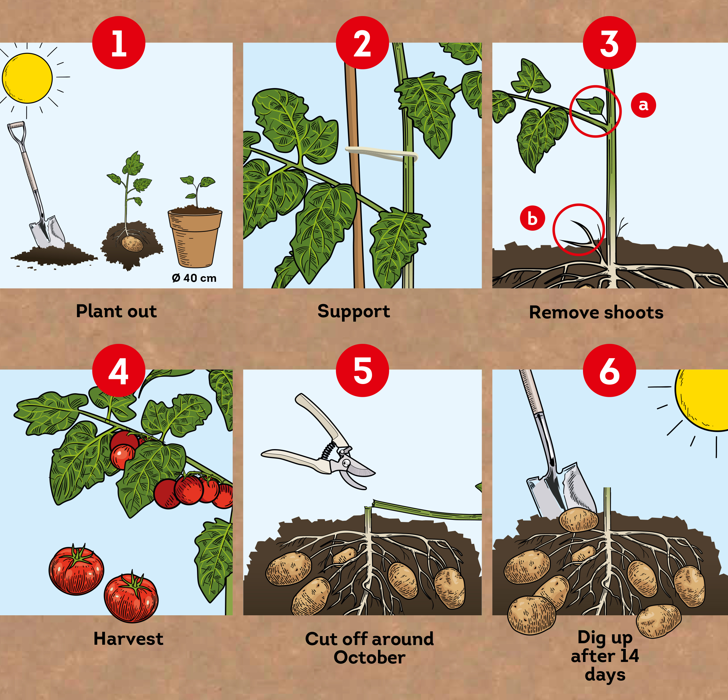 Grow Your Own Potatoes Tomatoes And Vegetables With These 5 - Temu